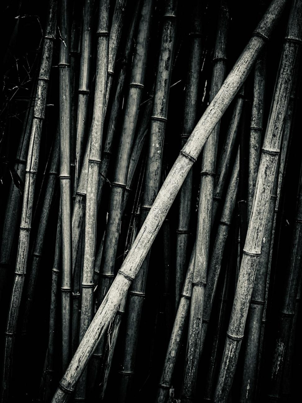 Bamboo